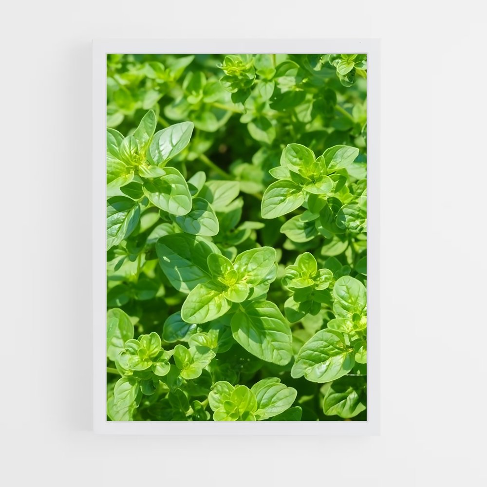 ap-oregano-4 cadre Blanc
