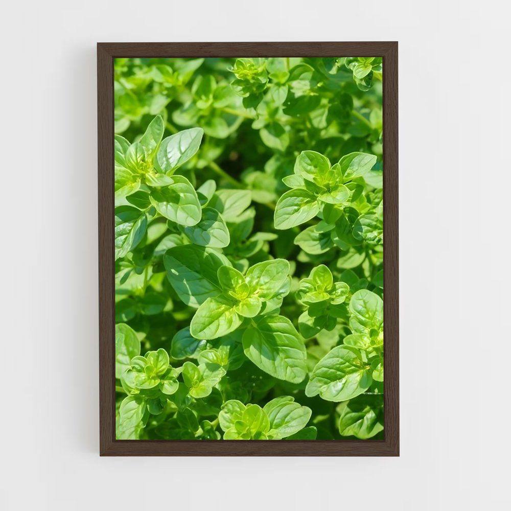 ap-oregano-4 cadre Bois foncé