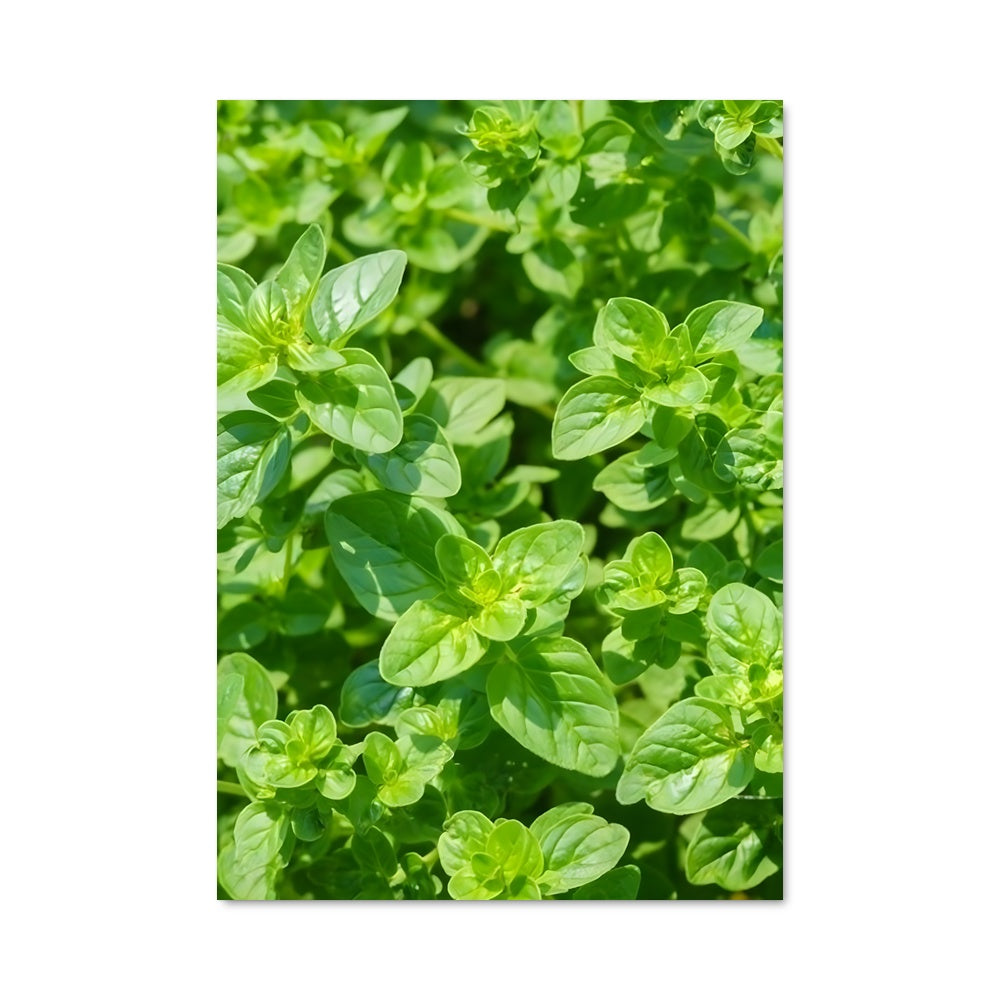 Poster Oregano Émeraude