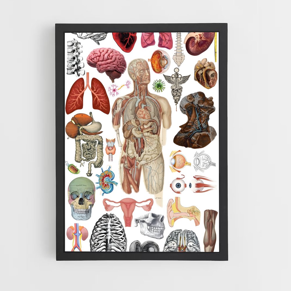 ap-organs-6 cadre Noir
