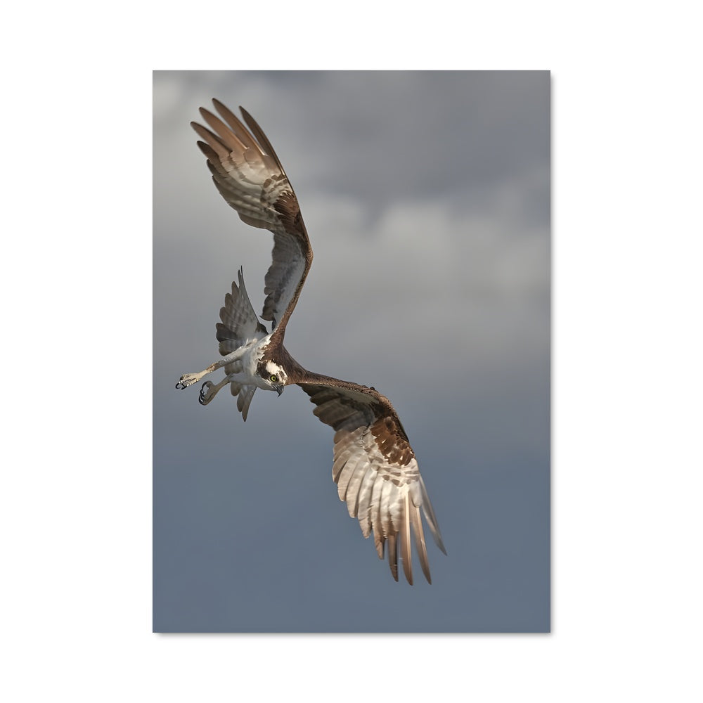 Poster Osprey Majestueux