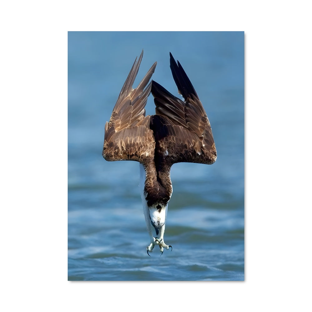 Poster Osprey 84071