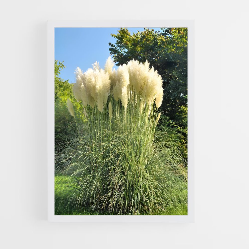 ap-pampas grass-1 cadre Blanc