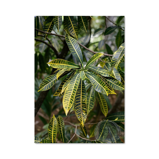 Poster Pamplemousses botanical garden 86791