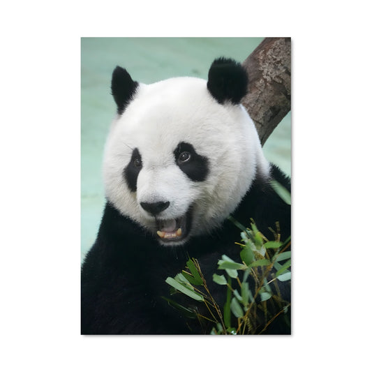 Poster Panda Gourmand