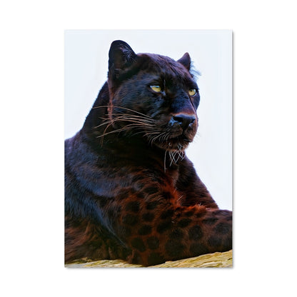 Poster Chat Sombre