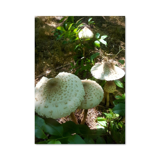 Poster Champignons des Bois