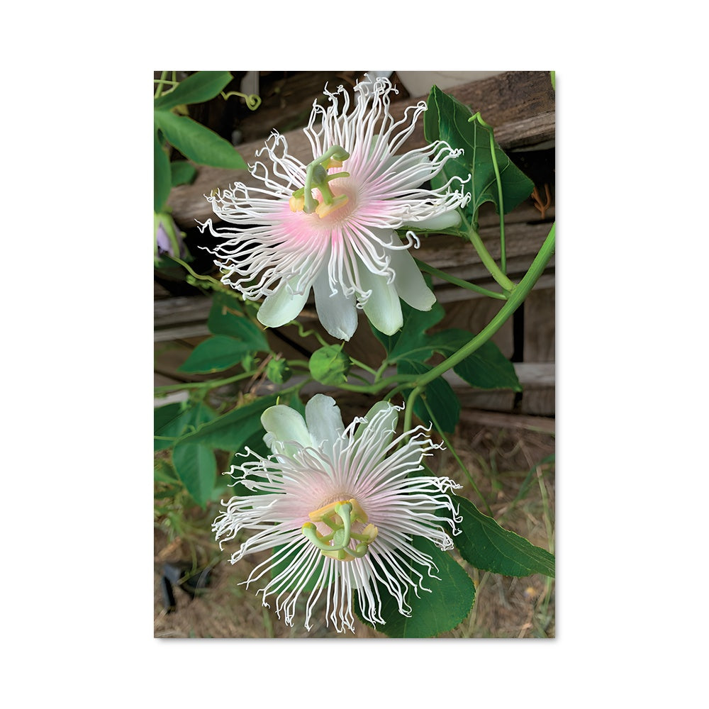 Poster Duo de Passions