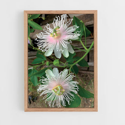 ap-passion flower-1 cadre Bois clair