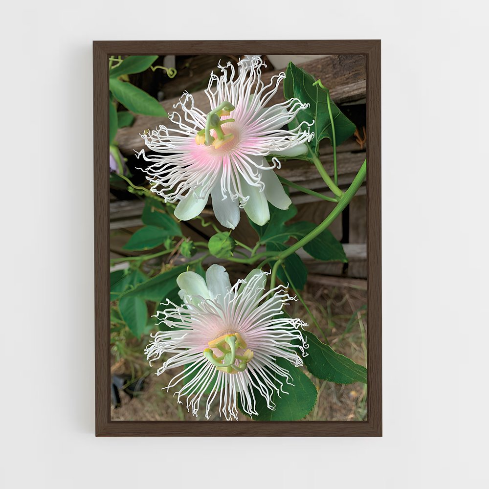 ap-passion flower-1 cadre Bois foncé