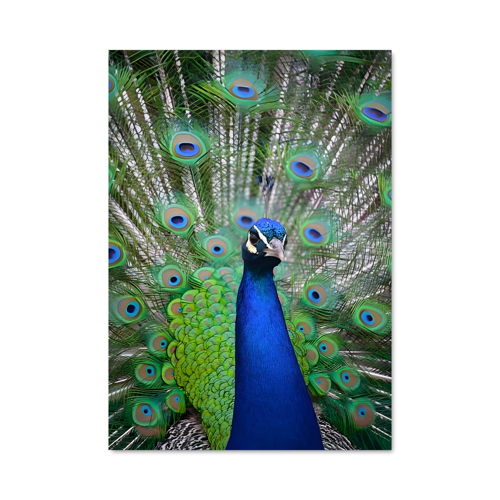 Poster Plumage Éblouissant