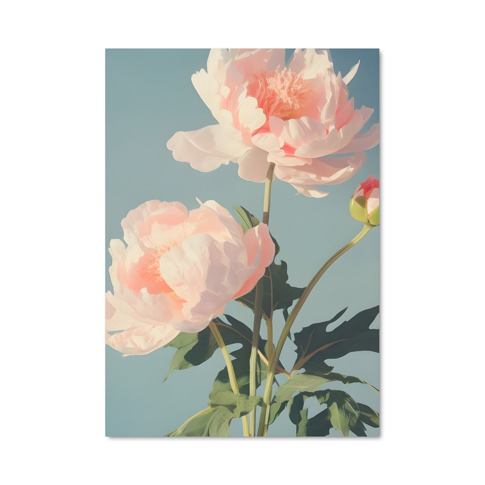 Poster Pivoine Céleste