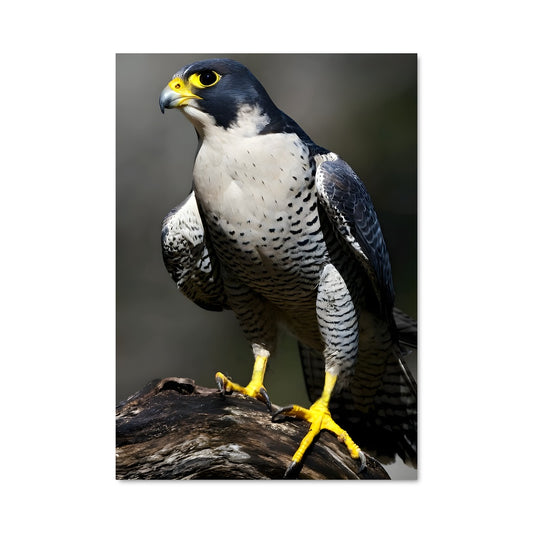 Poster Peregrine falcon 84137