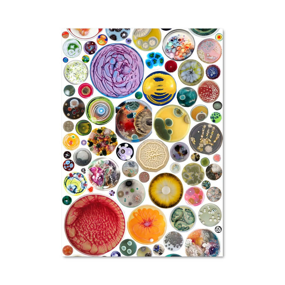 Poster Palette de Pétri