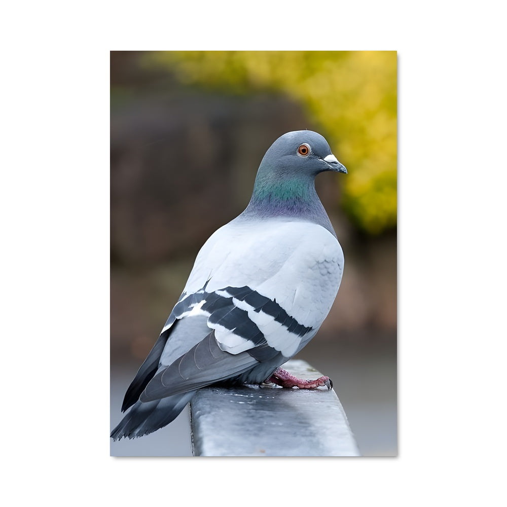 Poster Pigeon Parc