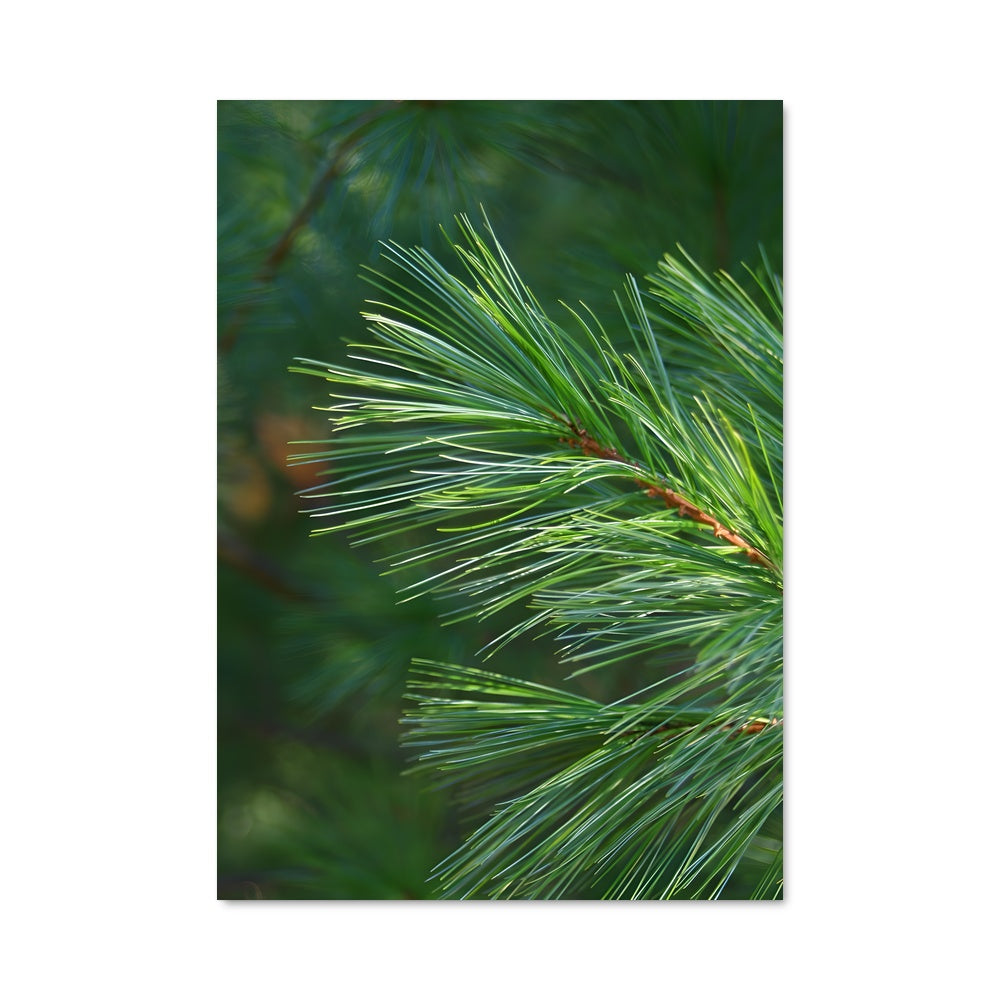 Poster Branches d'Aiguille