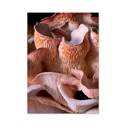 Poster Pink oyster 94279