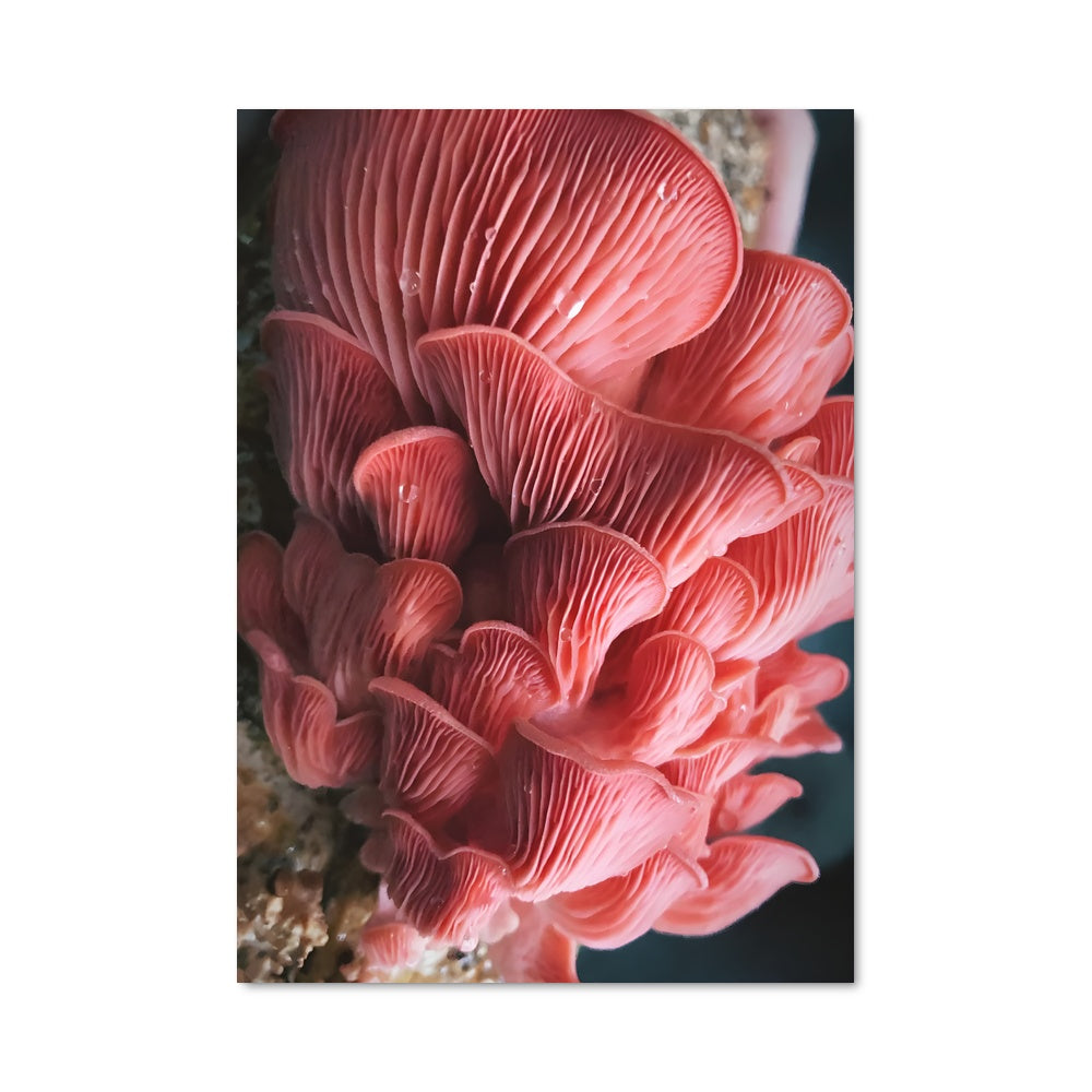 Poster Pink oyster 94285