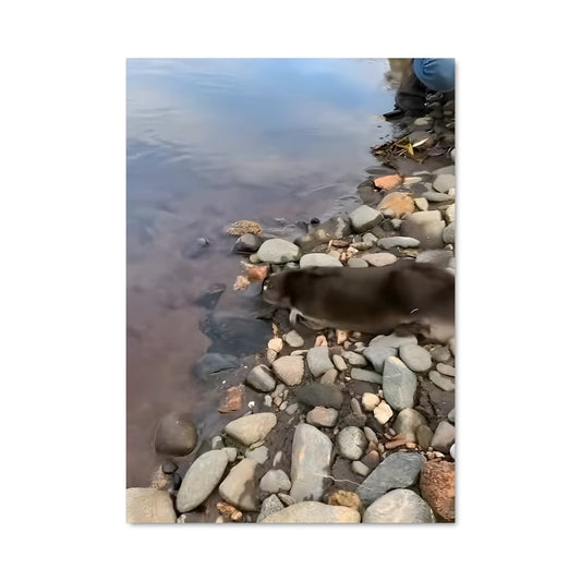 Poster Platypus 84154