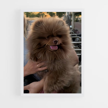 ap-pomeranian-1 cadre Blanc