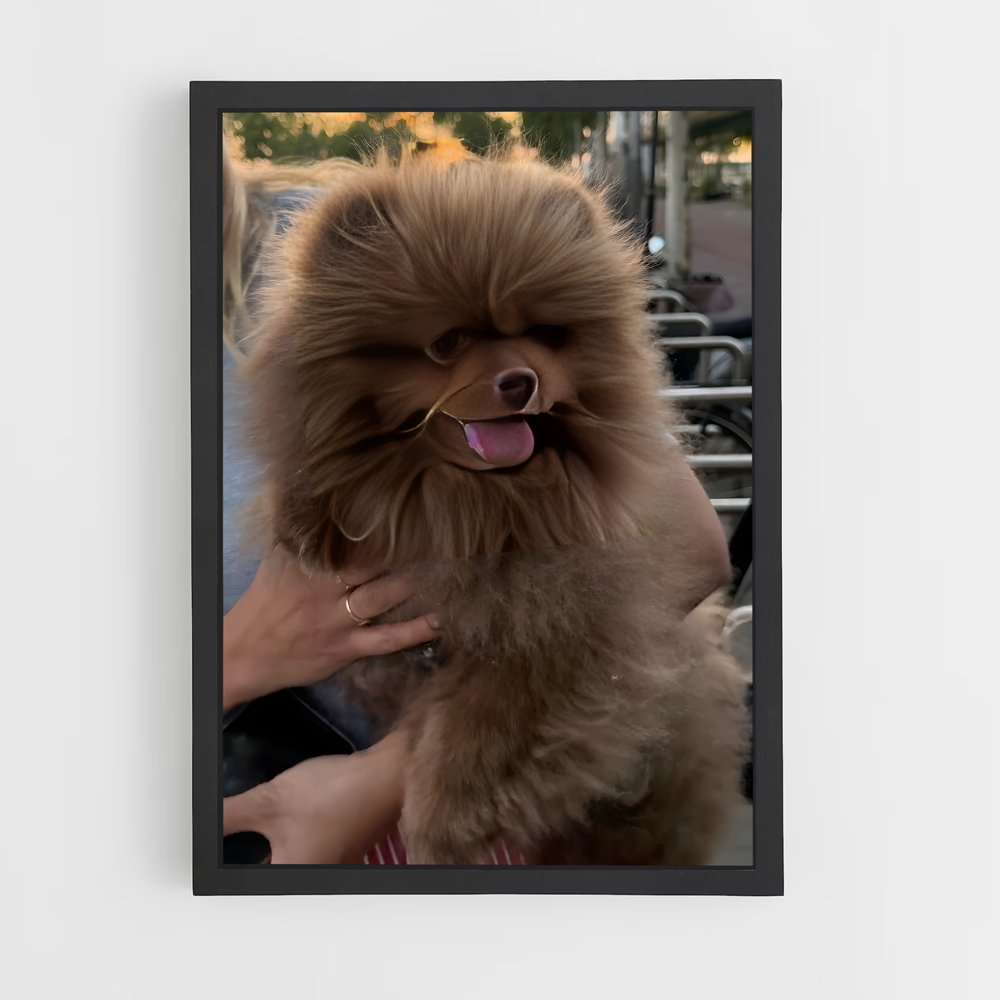 ap-pomeranian-1 cadre Noir