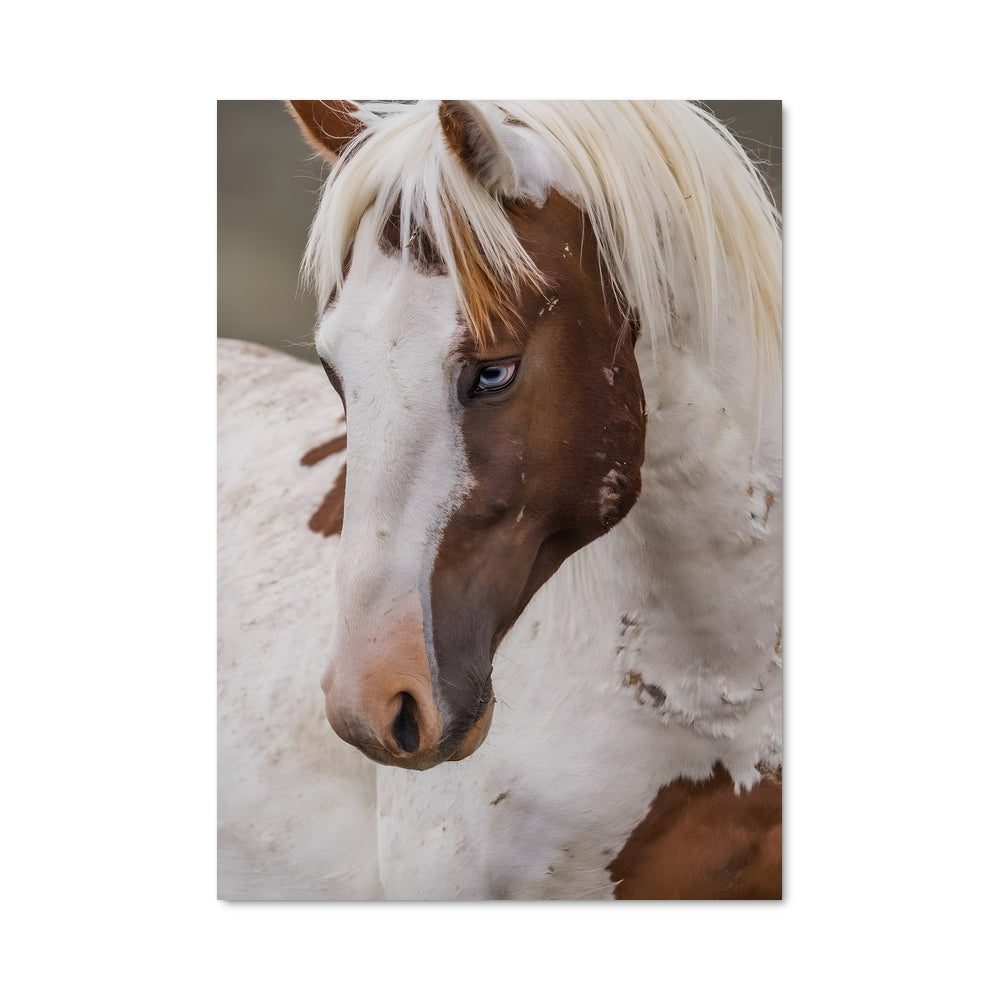 Poster Poney Étoilé