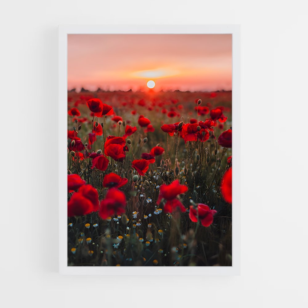 ap-poppy-13 cadre Blanc