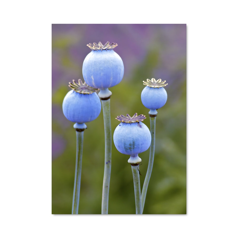 Poster Fleurs Célestes