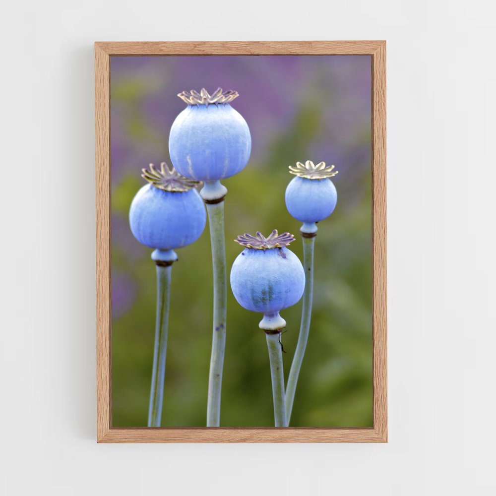 ap-poppy seeds-1 cadre Bois clair