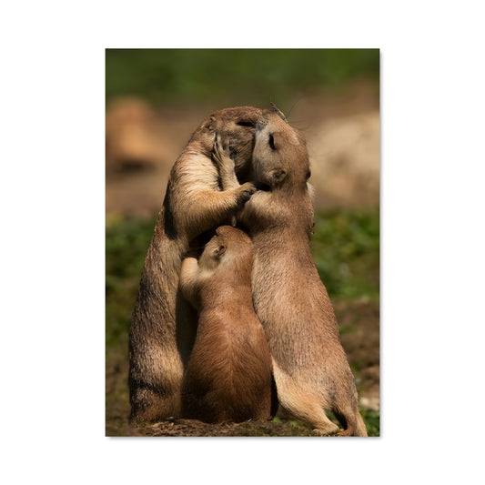 Poster Câlins de Marmottes