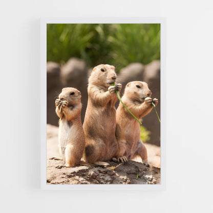 ap-prairie dog-2 cadre Blanc