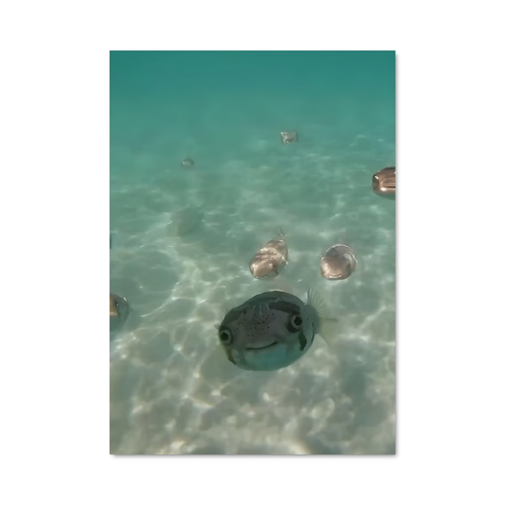Poster Pufferfish 84185