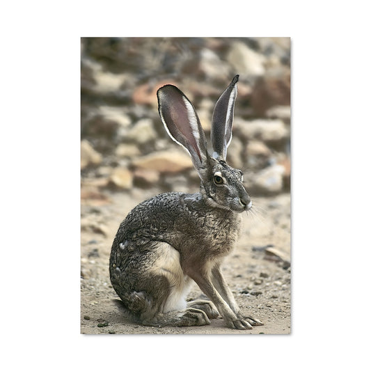 Poster Lapin Poétique