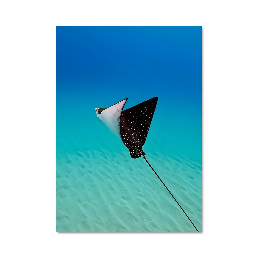 Poster Danse de la Manta