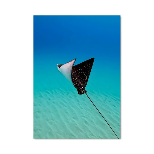 Poster Danse de la Manta