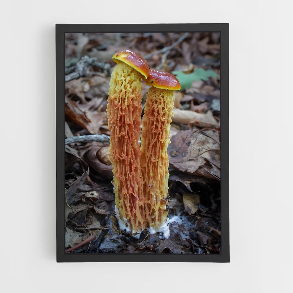 ap-red cage fungus-4 cadre Noir