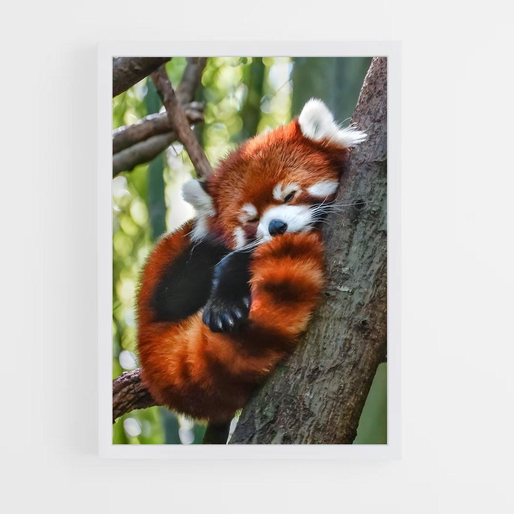 ap-red panda-3 cadre Blanc