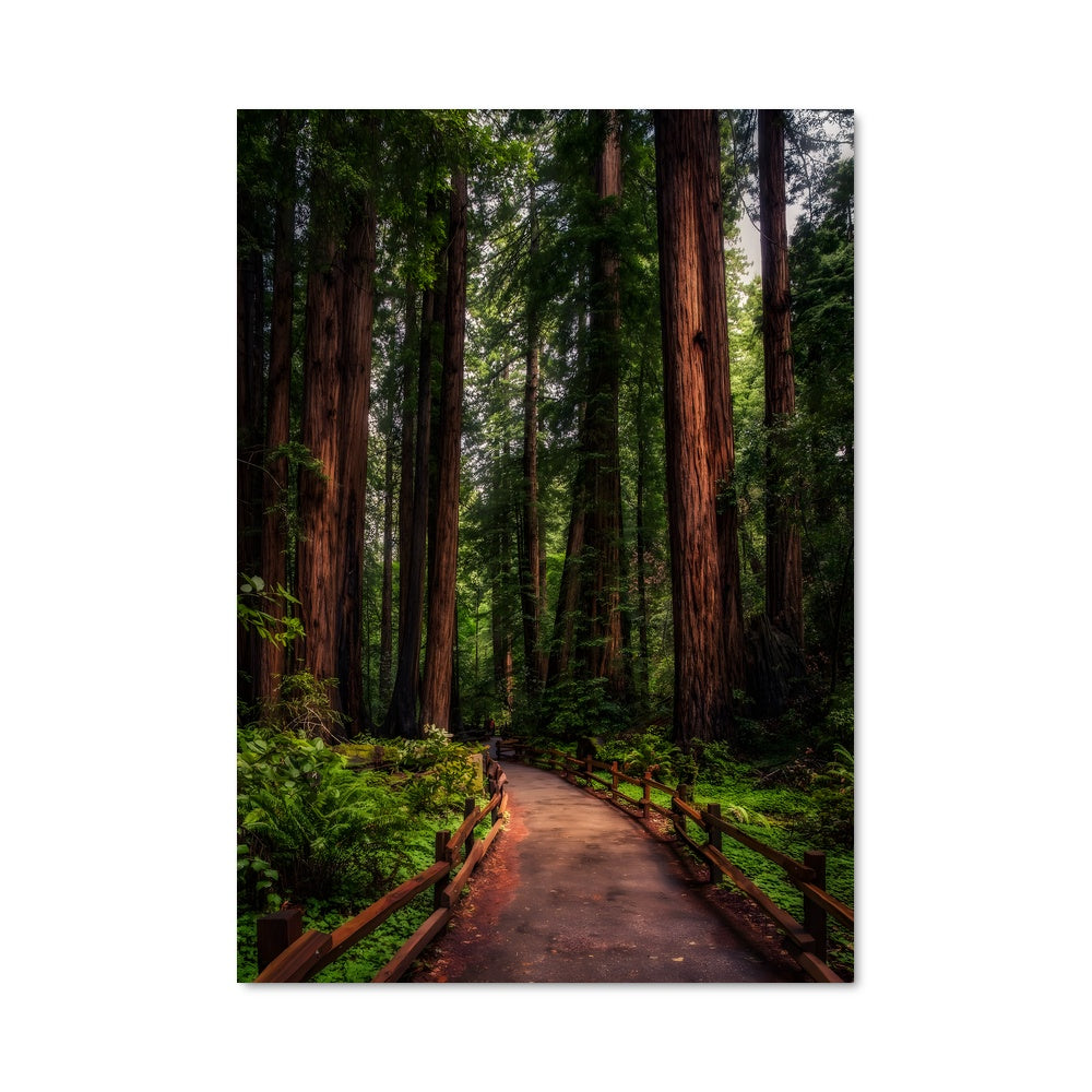 Poster Redwood 97005