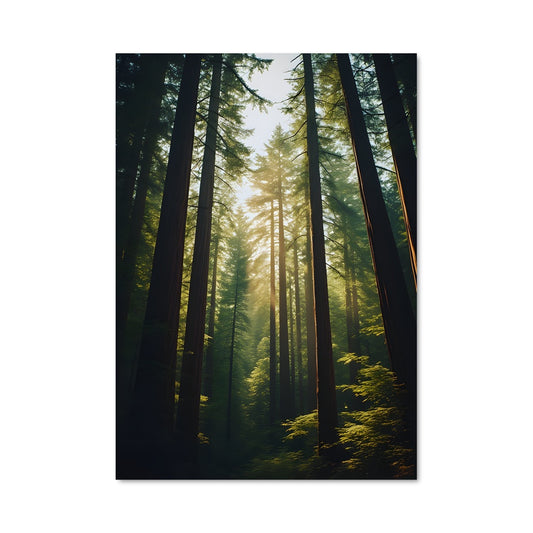 Poster Redwood 97001