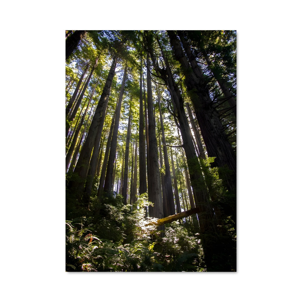 Poster Redwood 97002