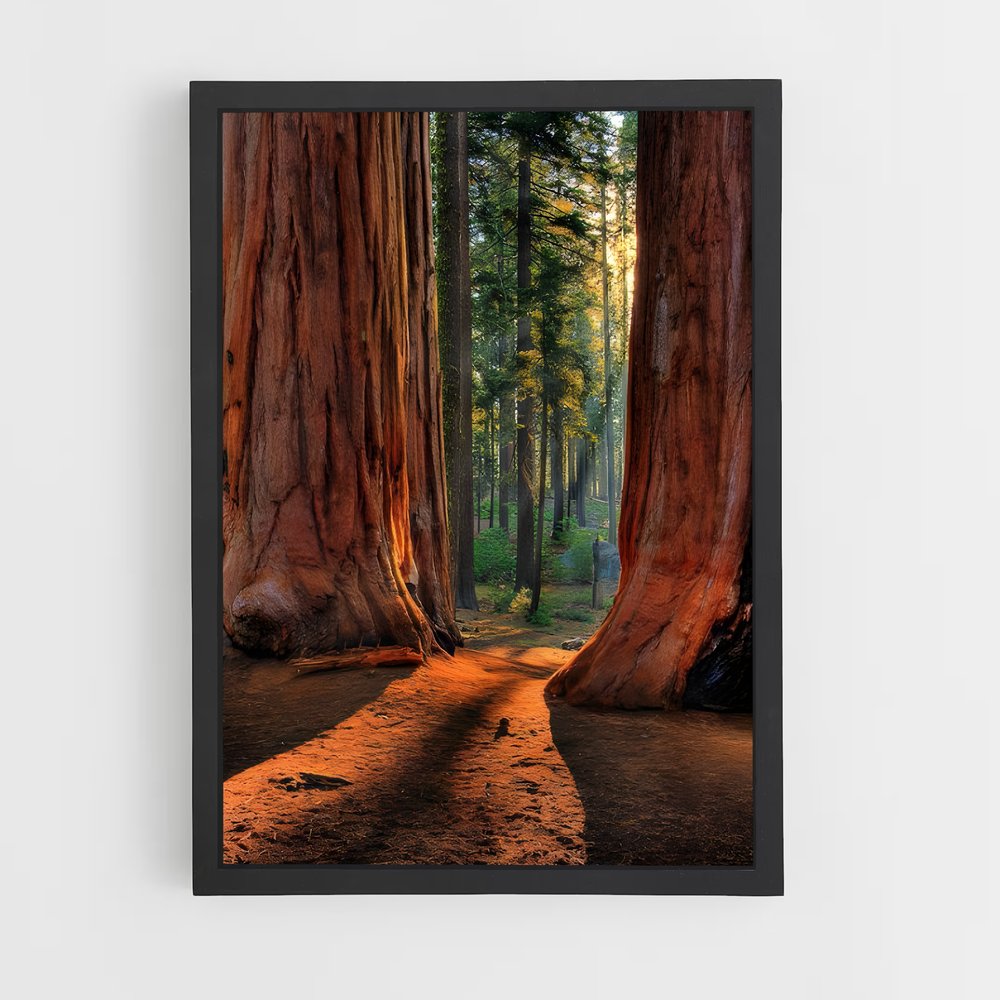 ap-redwood forest-3 cadre Noir