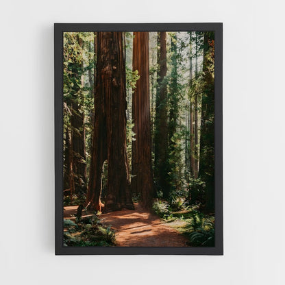 ap-redwood forest-5 cadre Noir
