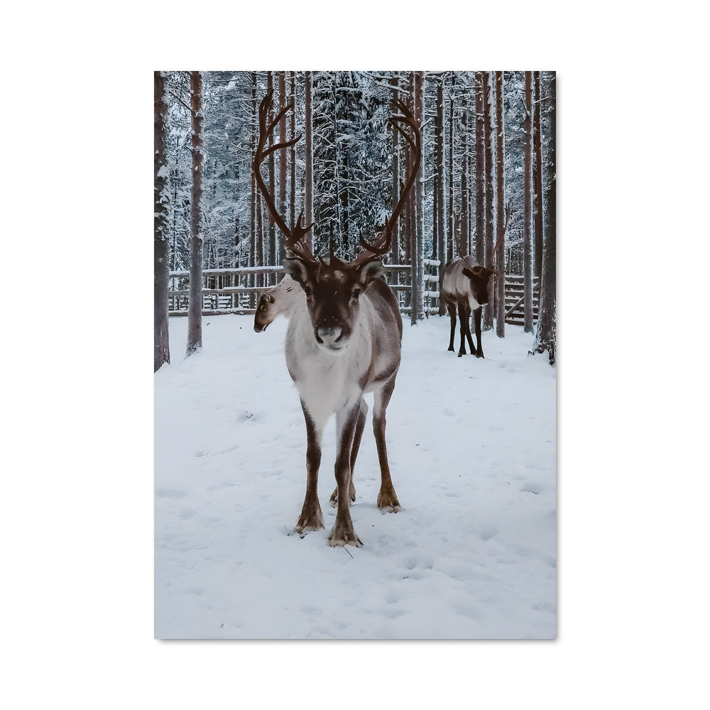 Poster Rencontres Enneigées