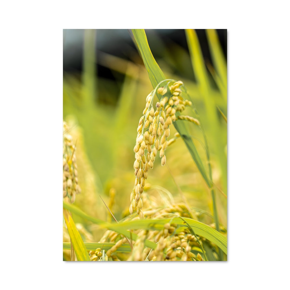 Poster Rice 96386