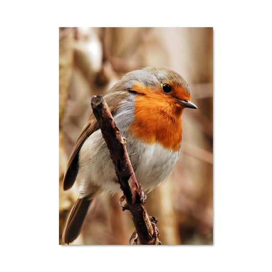 Poster Chant du Robin