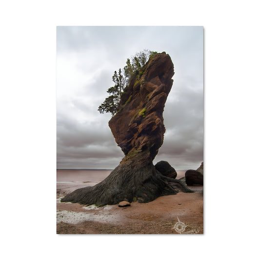 Poster L'Arbre du Rivage