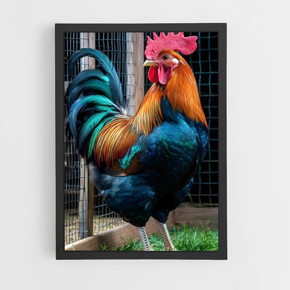 ap-rooster-1 cadre Noir