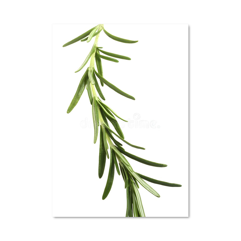 Poster Fraîcheur Romarin