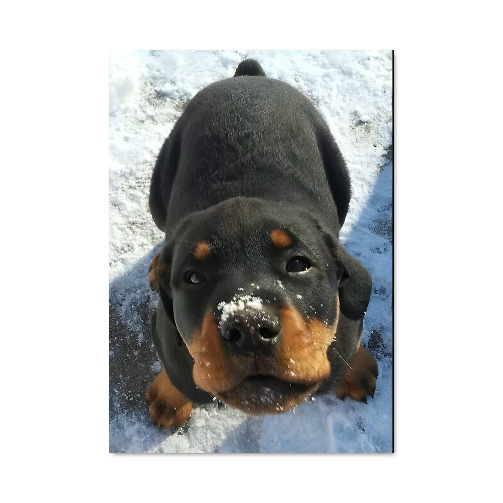 Poster Rottweiler dans la Neige