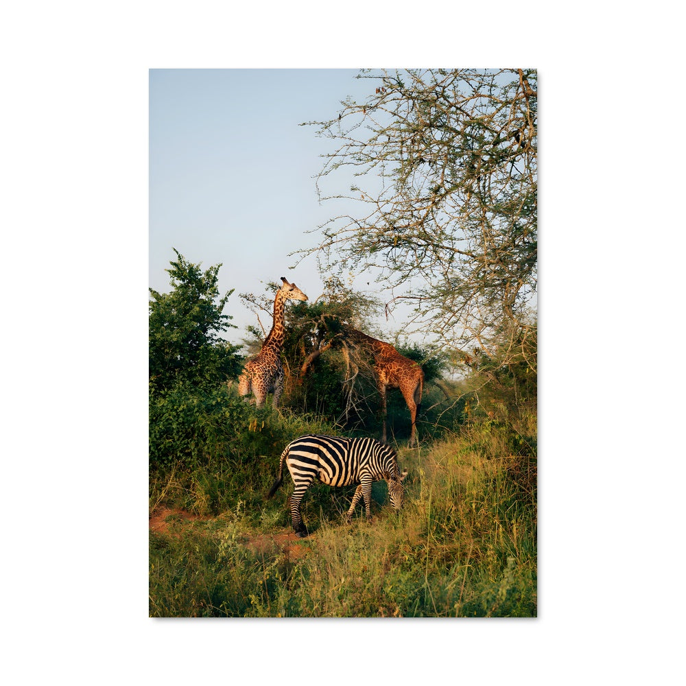 Poster Safari Mystique